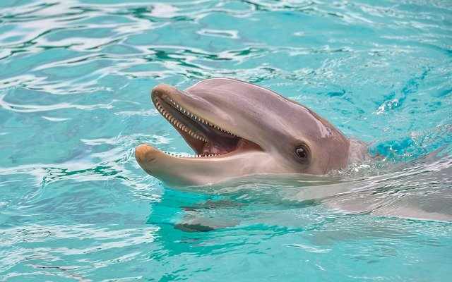 Миф о дельфинах-спасателях