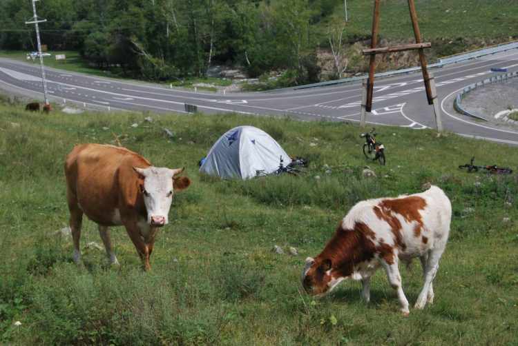 Коровы пасутся у палатки