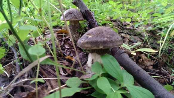 полезно собирать грибы подберезовики