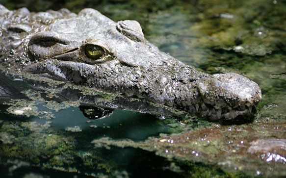 снится крокодил