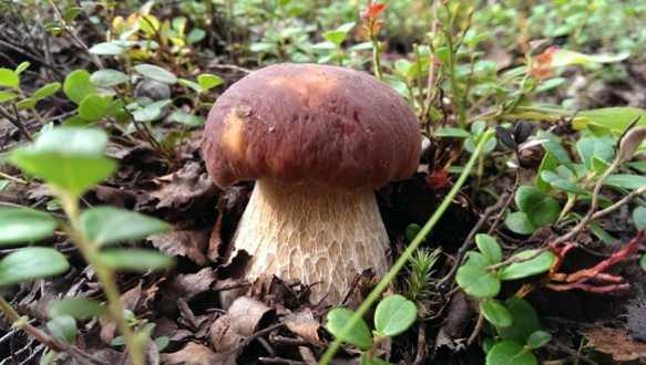 полезно собирать грибы белый гриб