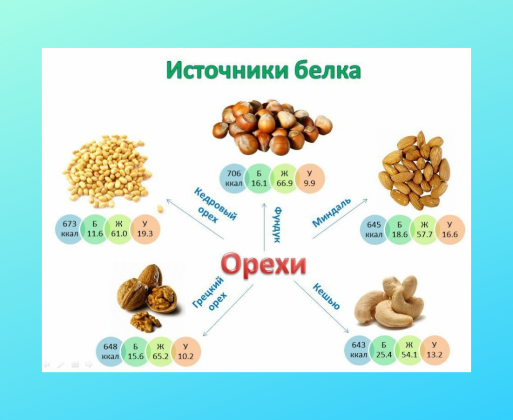 Орехи источники белка